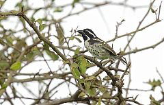 Spot-flanked Barbet